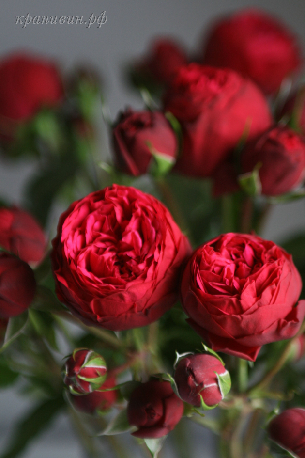 саженцы роз купить в Екатеринбурге
