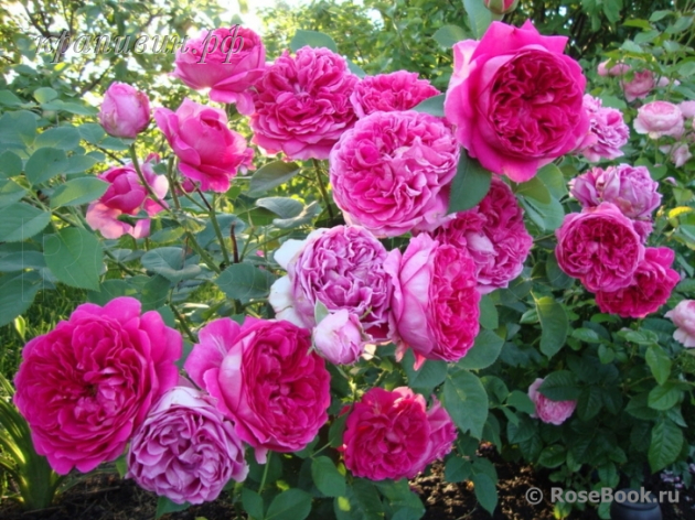 Питомник роз в Екатеринбурге
