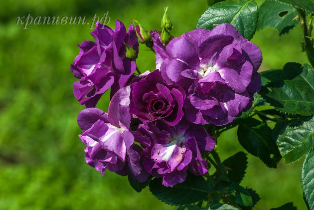 Rhapsody in Blue rose 