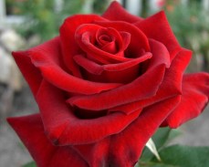 роза Lovely Red