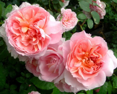 роза Dames de Chenonceau