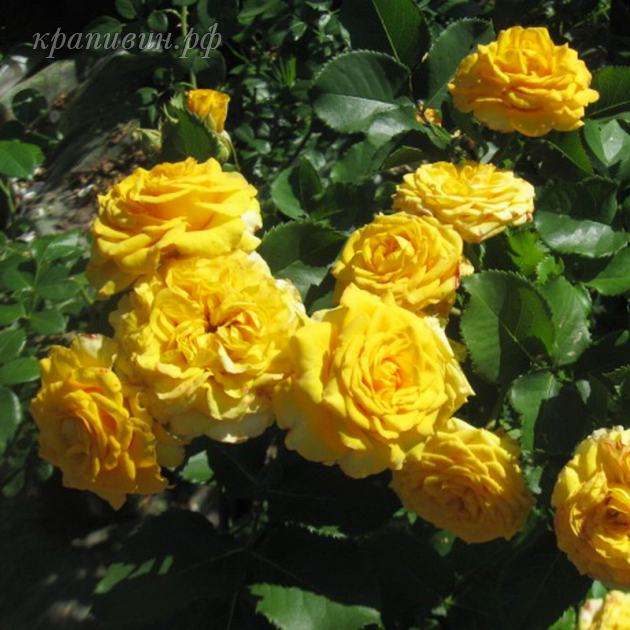 желтые розы для сада