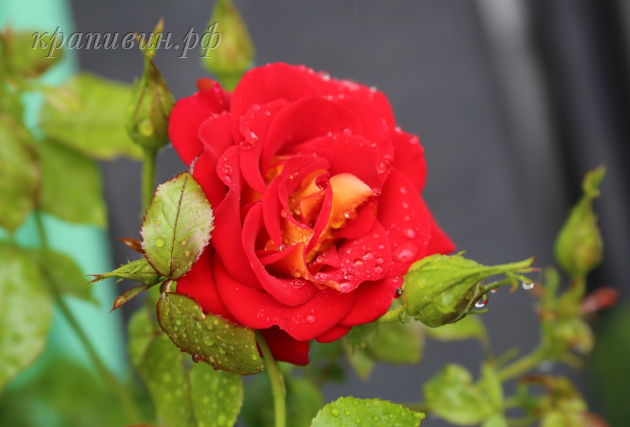 питомник роз в Екатеринбурге