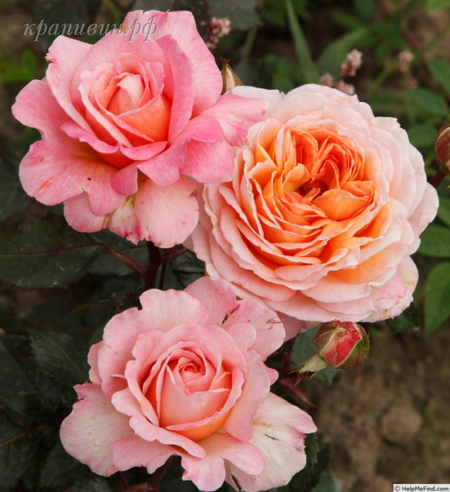 роза Герцогиня Луиза описание