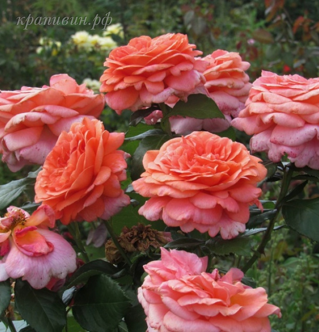 ностальгические розы для сада