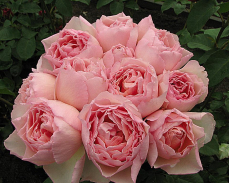принцесса шарлин де монако роза описание