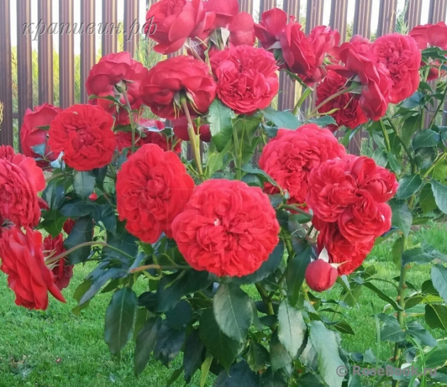 розы кордеса купить в екатеринбурге
