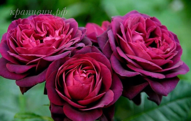 розы Богатенкова