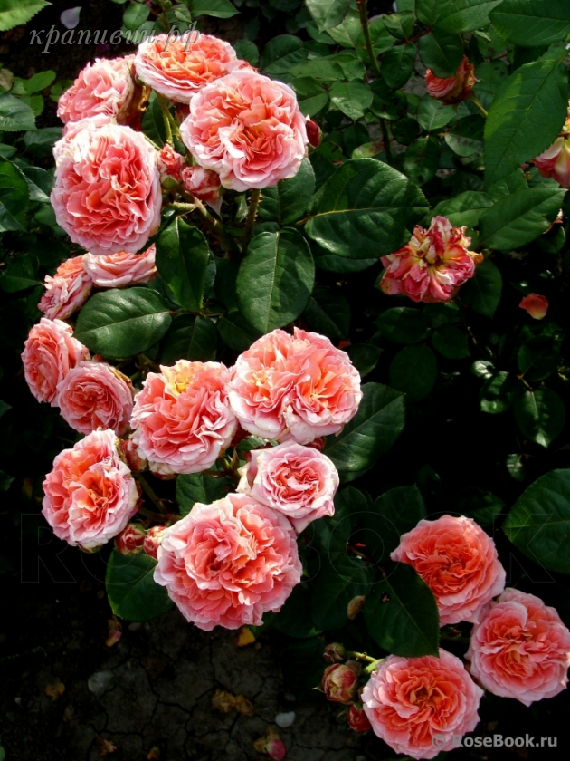 розы Массад лучшие сорта