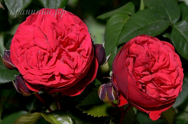 розы Тантау