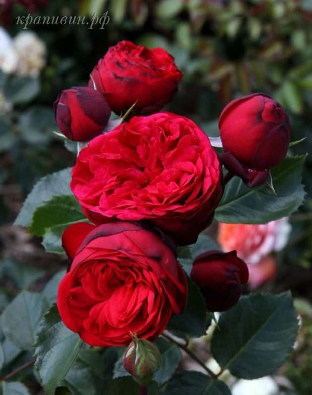 розы Тантау купить саженцы роз