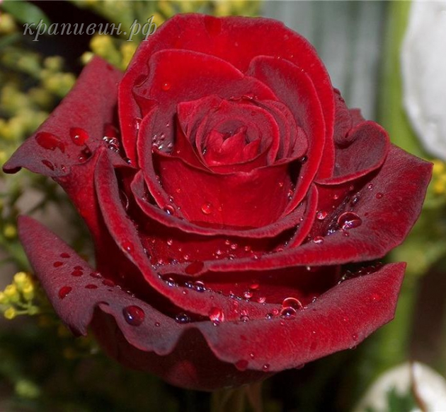 роза Эксплорер