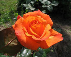 роза Парео