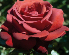 роза Терракотта описание