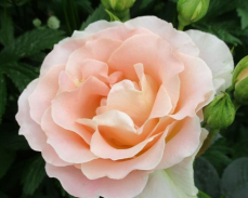 рококо роза