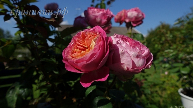 питомник роз в екатеринрбурге