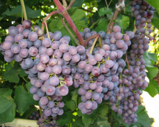 виноград Челябинский ранний