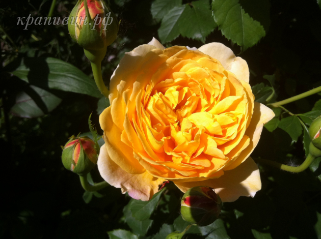 Golden Celebration/ Голден Селебрейшн розы Остина