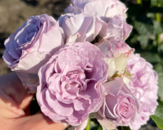 лавандер букет роза описание