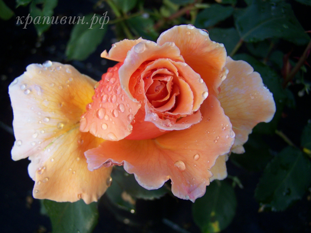 питомник роз в екатеринбурге