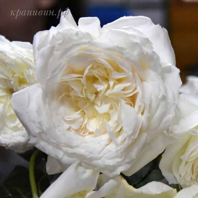шилаби японская роза
