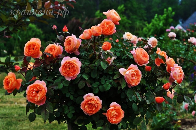роза Lady Emma Hamilton купить в Екатеринбурге