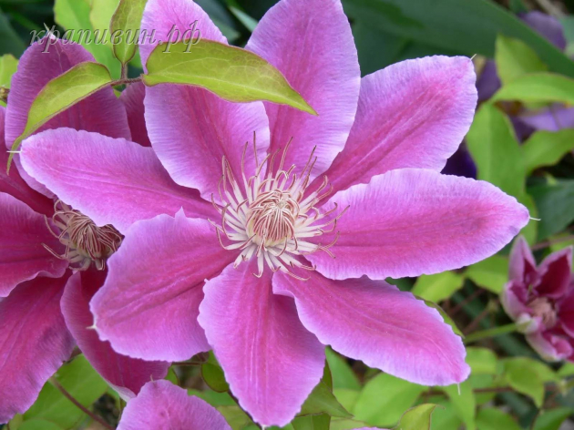 клематис Pink Beauty