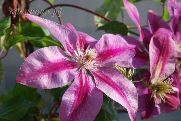 клематис pink beauty