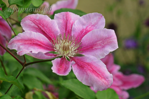 клематис pink beauty купить