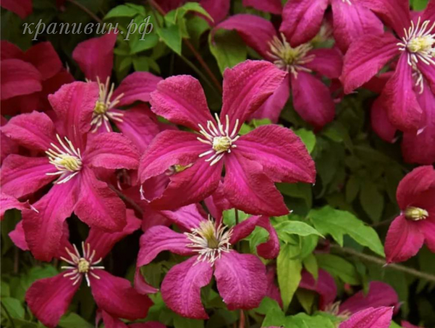 клематис clematis madame julia correvon