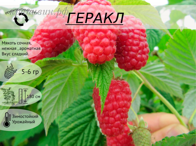малина геракл описание