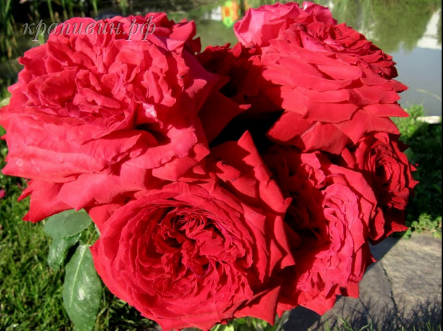 Саженцы роз в Екатеринбурге