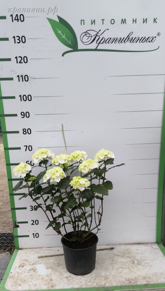 Вайт Болл гортензия купить