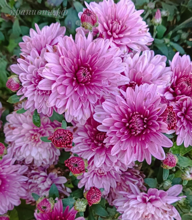 хризантема арес