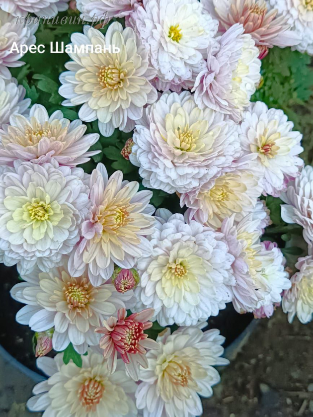 хризантема арес шампань