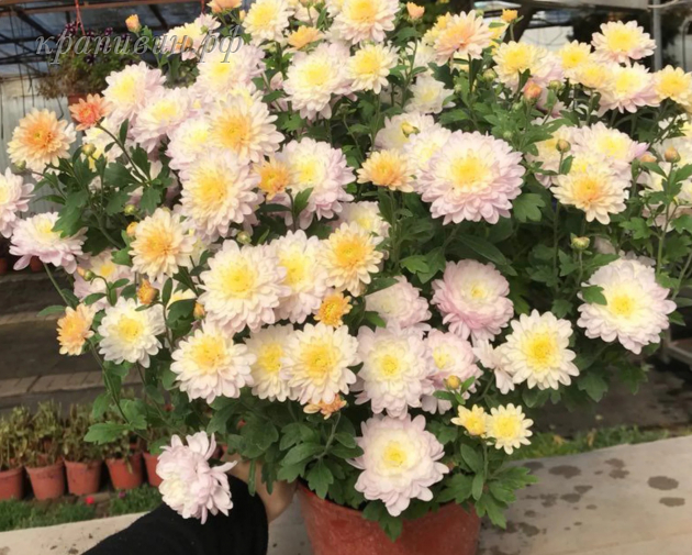 хризантема мультифлора арес шампань