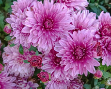 хризантема арес