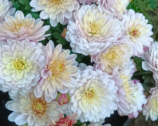 хризантема арес шампань