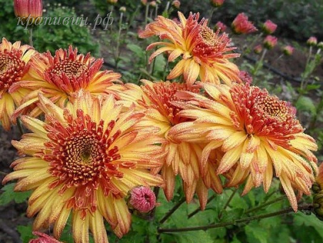 хризантема бенгальские огни