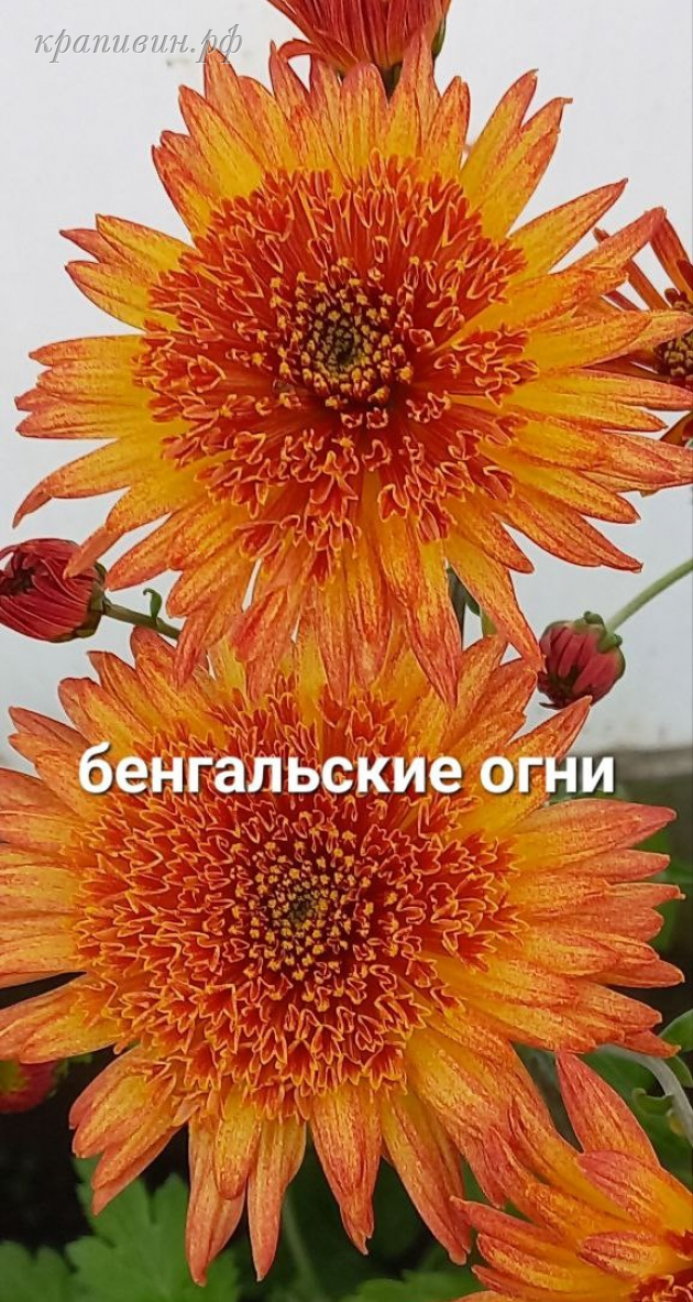 бенгальские огни хризантема корейская