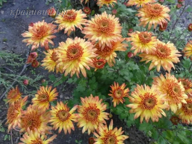 бенгальские огни хризантема