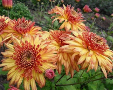 хризантема бенгальские огни