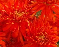 хризантема бетмен