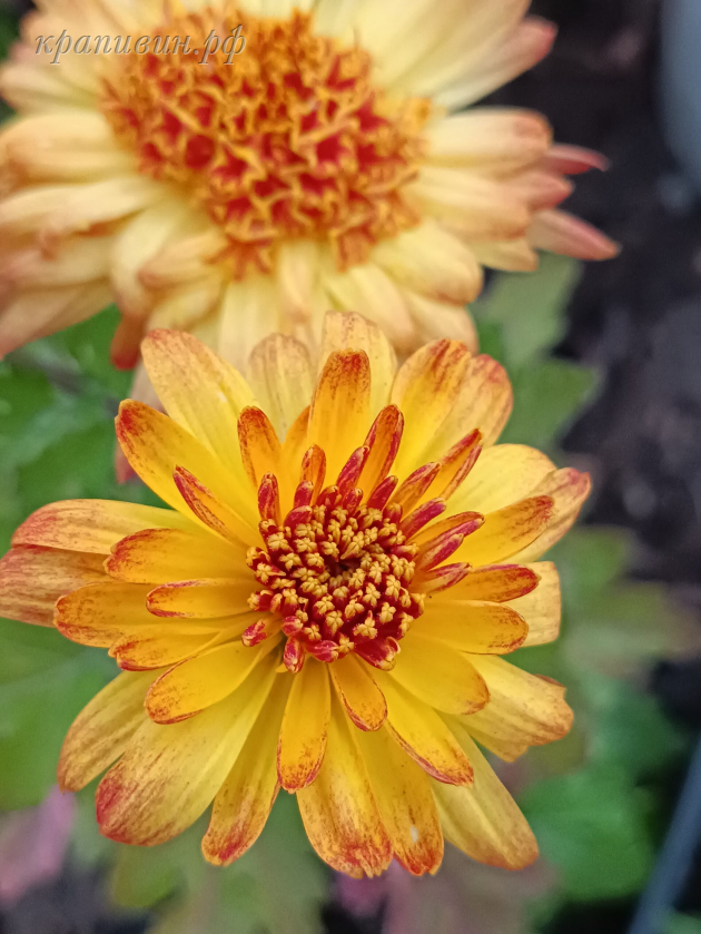 питомник растений