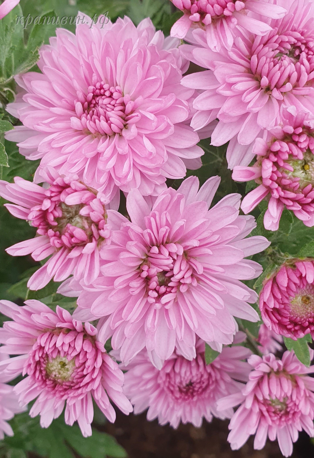 вивили хризантема фото