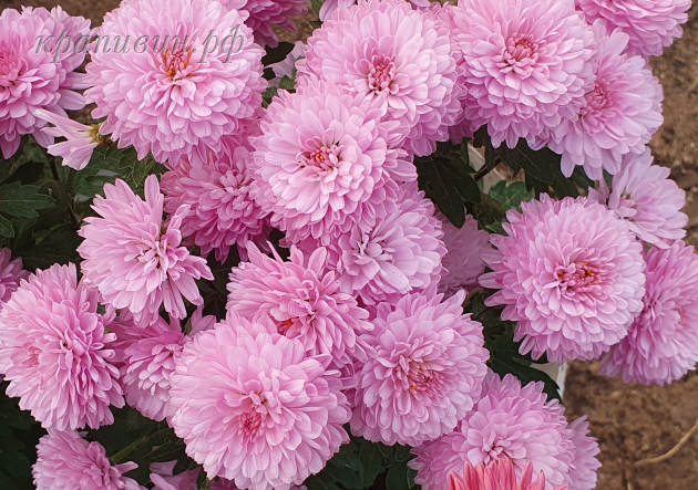 хризантема вивили фото