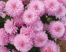 хризантема вивили фото