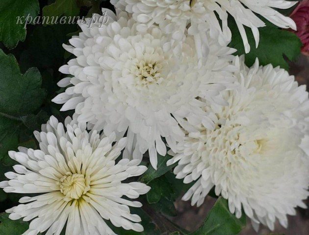 хризантема белая лебедь