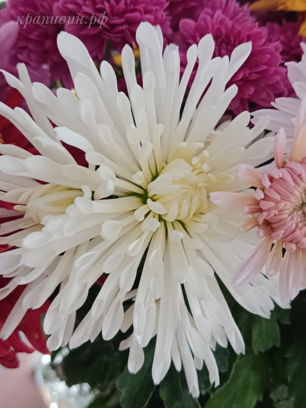 белая лебедь хризантема корейская