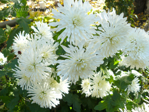 белая лебедь хризантема корейская фото